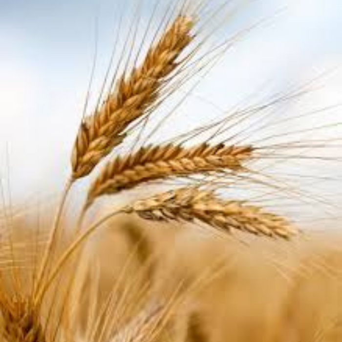 Durham Wheat- Heirloom Seeds