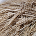 Full Pint Barley- Heirloom Seeds